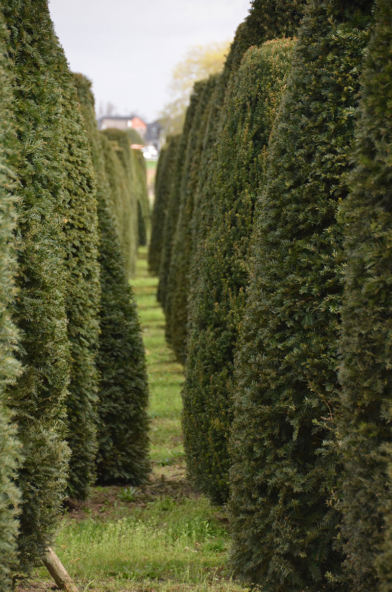 <span>P&eacute;pini&egrave;re</span><i>→</i>