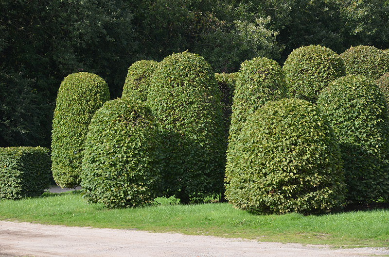 <span>P&eacute;pini&egrave;re</span><i>→</i>