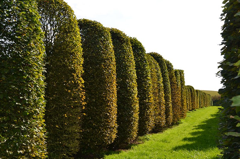 <span>P&eacute;pini&egrave;re</span><i>→</i>