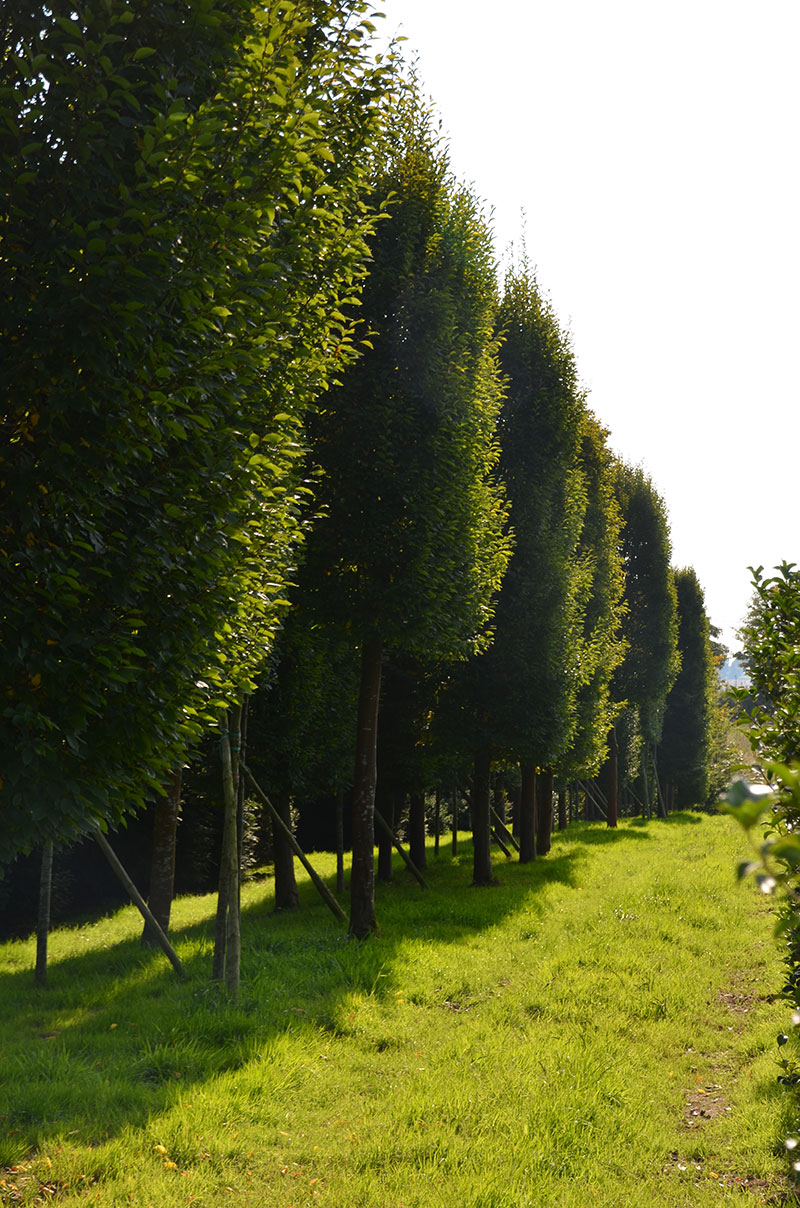 <span>P&eacute;pini&egrave;re</span><i>→</i>